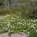Iceplant on west side