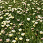 Iceplant on west side closer