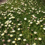 More iceplant on west side