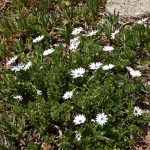 White flowers next to the step