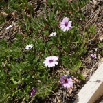 Some purples mixed in with the white