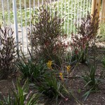 Kangaroo paws