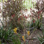 Kangaroo Paws